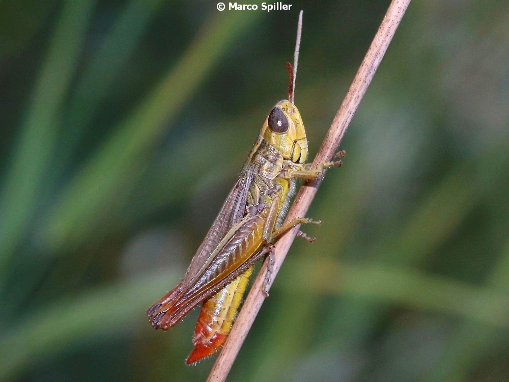 Acrididae: Euchorthippus declivus. maschio